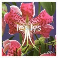 Les lys — vignette 2