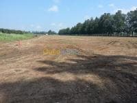 Vente Terrain Alger Ouled chebel — vignette 3