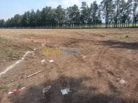 Vente Terrain Alger Ouled chebel — vignette 4