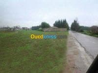 Vente Terrain Alger Ouled chebel — vignette 4