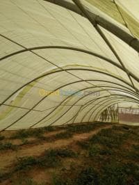 Location Terrain Agricole Ouargla Ouargla — vignette 4