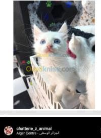 NOUVELLE PORTÉE DES CHATONS ANGORA — vignette 3