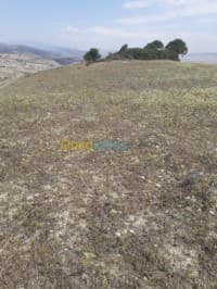 Vente Terrain Ain defla Hammam righa — vignette 2