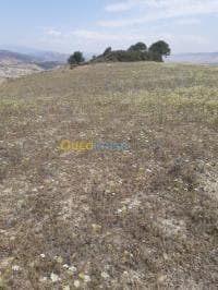 Vente Terrain Ain defla Hammam righa — vignette 3