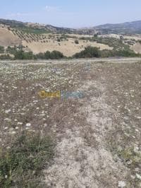 Vente Terrain Ain defla Hammam righa — vignette 4