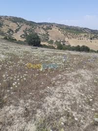 Vente Terrain Ain defla Hammam righa — vignette 5