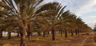 Vente Terrain Agricole Biskra Biskra