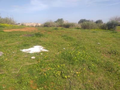 Location Terrain Alger Birkhadem