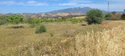 Vente Terrain Agricole Tipaza Meurad