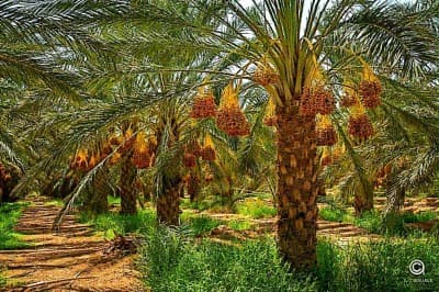 Vente Terrain Agricole Biskra Biskra