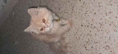 Un Chat persan