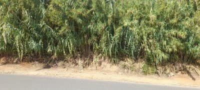 Vente Terrain Alger Draria