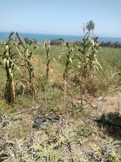 Vente Terrain Agricole Tipaza Tipaza
